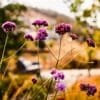 Listing image thumbnail